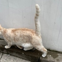 @natriumchloride@mastodon.sdf.org's avatar