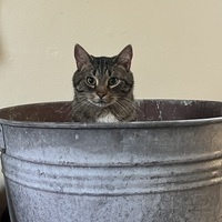 @toast@sfba.social's avatar