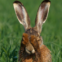 @zutalorz@haunted.computer's avatar