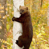 @Fishercat@kolektiva.social's avatar