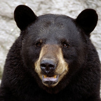@riggbeck@mastodon.social's avatar