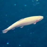 @hanage999@mastodon.crazynewworld.net's avatar