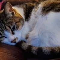 @TeeEllCee@mstdn.social's avatar