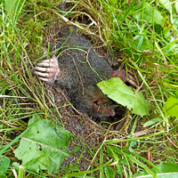 @slateroni@norden.social's avatar