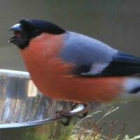 @stiefel_fan@troet.cafe's avatar