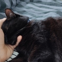 @daschnott@troet.cafe's avatar