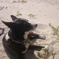 @cmonster@universeodon.com's avatar