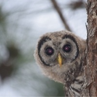 @CuriousRPh@universeodon.com's avatar