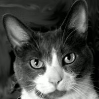 @k8quinn@vivaldi.net's avatar