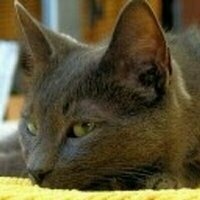 @darkoneko@shelter.moe's avatar