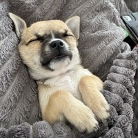 @Thegeek@piaille.fr's avatar