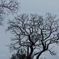 Gray sky with distant tree. 