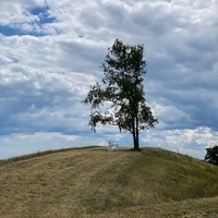 A single tree on top of a small hill, with a cloudy sky in the background.