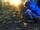Im Wald