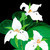 Illustrative gouache painting of white trillium, three-petaled white wildflowers, in bloom against a backdrop of bright green leaves. The leaves get darker as they recede into the rich black background. Tiny ants march along the petals of the trillium, aiming for their yellow centers full of pollen.