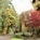 The street I grew up on. The house is off-frame to the right, my car sits in the not-very-used parking area that is mostly moss and grass. And the entire scene is surrounded by trees of all kinds, some turning lovely fall color, most losing leaves, and many evergreens just doing their ever-green thing.