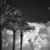 Auto-generated description: Tall palm trees stand against a backdrop of dramatic, fluffy clouds in a monochrome sky.
