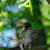 American robin,Turdus migratorius