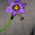 Blue-eyed Grass (Sisyrinchium angustifolium)