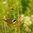 Common Yellowthroat Warbler.