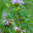 Two-spotted Bumble Bee on bee balm