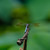 Blue Dasher (Pachydiplax longipennis)