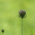 Queen Anne\'s Lace (Daucus carota)