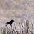 Male Carib Grackle perched on a wire among bare drought-stripped branches, Jamdown, Bequia