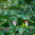 Two pink and white powder-puff flowers blooming on a feathery-leafed branch, with a soft green bokeh background