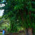 A person stands beside a vast banyan tree with aerial roots near an amphitheatre entrance in a tropical botanical garden