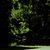 Sunlit tree standing out against a dark woodland edge, with a green lawn in the foreground