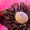 Close-up of a bee gathering pollen amid dark stamens inside a pink poppy flower
