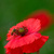 A honeybee gathering pollen from the centre of a bright red poppy flower