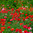 Field of red and pink poppies in bloom amid green grass and buds