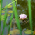 Pink water lily blooming among lily pads on a pond, seen through blades of grass