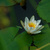 White water lily with a yellow centre floating among green lily pads on dark water