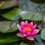 Pink water lily with yellow centre floating among green lily pads on a pond