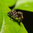 Close-up of a hairy jumping spider with iridescent eyes perched on a green leaf