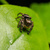 Close-up of a hairy jumping spider with large front eyes perched on a green leaf