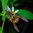 Black and yellow wasp with iridescent wings perched on a small white flower among green leaves
