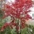 One of the Japanese Maples in my parents' garden that has turned the most brilliant red I think I've ever seen before. Surrounded by towering oak trees, fir trees, cedars, and their many many rhododendron shrubs.