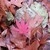 Below the Japanese Maple tree a single red leaf lays on top of oodles of brown oak leaves and other leaves from other trees in the area.