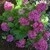 Looking down on a small big leaf hydrangea shrub with many bloom heads with bright pink bracts and some not quote open bloom heads with a chartreuse green color to them, turning to pink.
