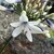 Agapanthus Twister bloom head with many white buds with blue throats and one open bloom, garden and brick in the background.