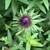 Close up of a New England Aster bud about to bloom showing a fuchsia-purple color.