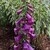 A deep pink colored digitalis bloom spike rising from a rosette of healthy green leaves. Other garden perennials are in the background.