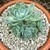 An orange glazed pot with a small cluster of blueish colored rosette-type succulents with a pumice top dressing.