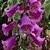 Close up of deep pink colored digitalis blooms with speckled throats of purple and white.