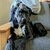 A black dog with a white chest lying on the sofa, looking toward the camera