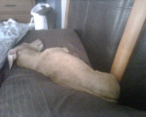 Fred, sleeping on my pillow